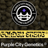 purple city genetics golden state