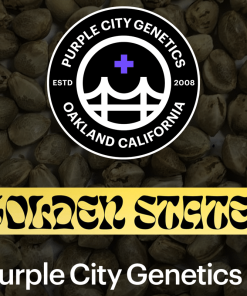 purple city genetics golden state
