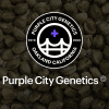 purple city genetics strain