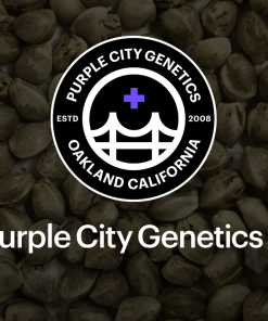 purple city genetics strain