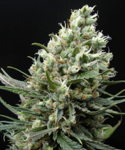 Ripper Haze - Femminizzati Stagionali
