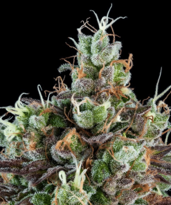 Sour Ripper - Femminizzati Stagionali