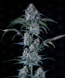 sour stomper mephisto genetics autoflower seeds