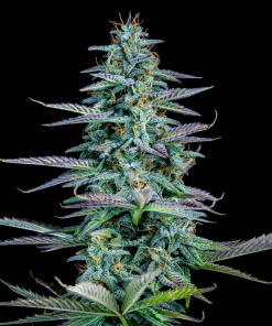 strawberry nuggets mephisto genetics autoflower seeds