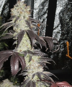 thecaliconn blackkush