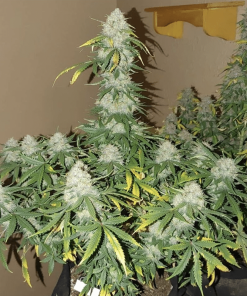 thecaliconn bosshog auto