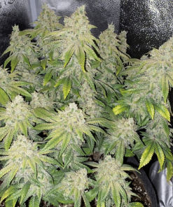 thecaliconn deadhead auto