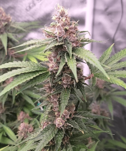 thecaliconn islandpunch auto