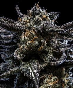 Zombie Kush Auto - Autofiorenti Femminizzati