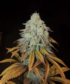 RM CONFIDENTIAL