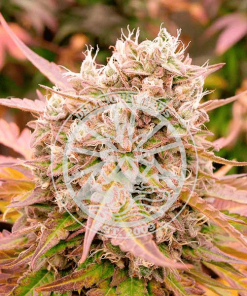 dark lemonade auto