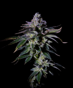 gasmint 01 1