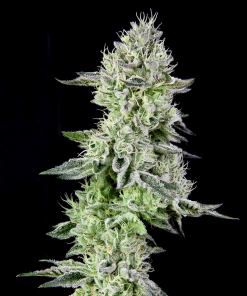 gratefulseeds strains 2