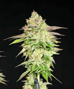 gratefulseeds strains