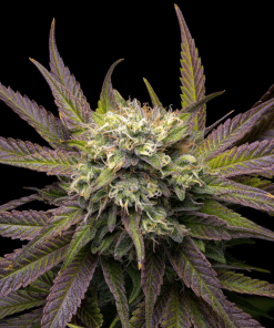 gratefulseeds strains melaverde