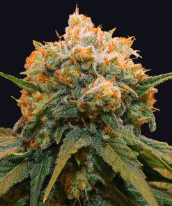 papaya bx1 giusta