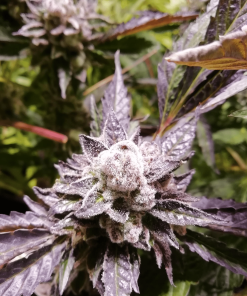 thegratefulseeds strains orange groovy
