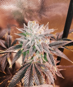 thegratefulseeds strains zhead