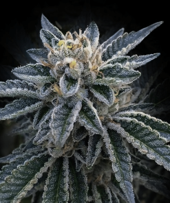 3peat dna genetics