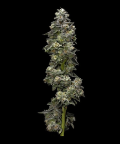 bakers delight dna genetics plant 2