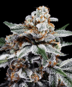 canelo auto flower dna genetics 2
