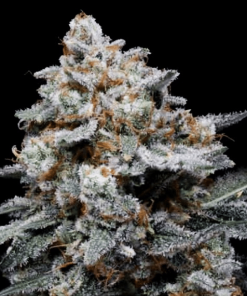 chemacal romance auto flower dna genetics 2
