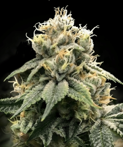 cts dna genetics