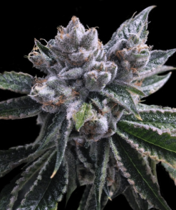 dna genetics auto el fuego