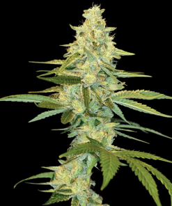 dna genetics cannalope kush