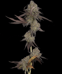 dna cake dna genetics plant 2