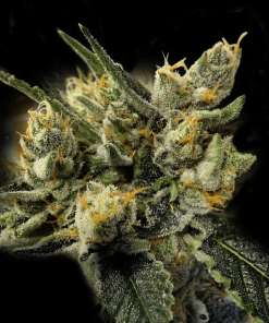 gmo kosher dna genetics