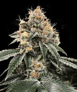 hg23 dna genetics