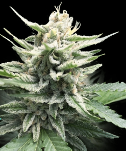 honey banana s1 dna genetics