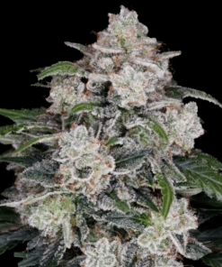 mac n me auto flower dna genetics 2