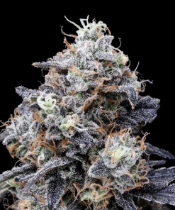 macmelon auto flower dna genetics 2