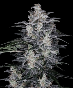 macnana auto flower dna genetics 1 1