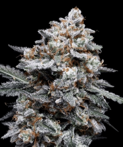 patrick swayze auto flower dna genetics 2