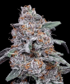 purple people eater auto flower dna genetics 2