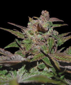 reserva privada purple wreck 3