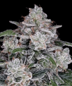 return of the mac auto flower dna genetics 2