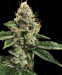 rp43 dna genetics