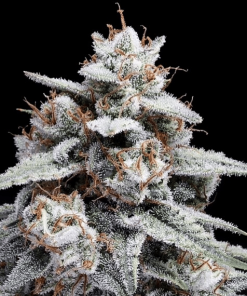skywalker kush auto flower dna genetics