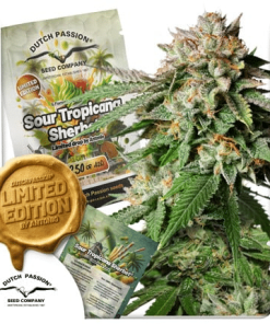 sour tropicana sherbet