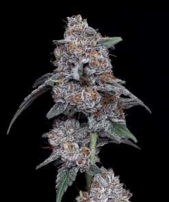 the big mac dna genetics