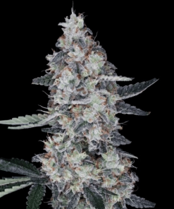 watermelon man auto flower dna genetics 2