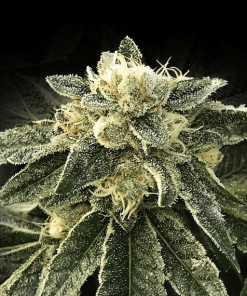 white chocolope dna genetics