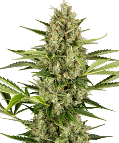 0001215 jack herer automatic seeds 800