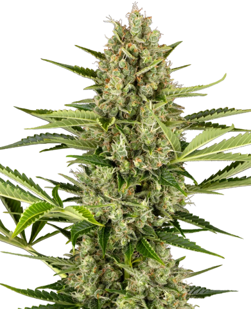 0001215 jack herer automatic seeds 800