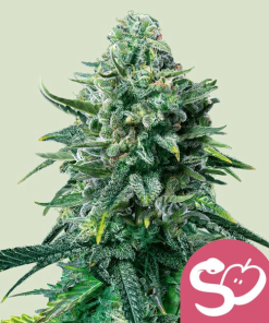 forbidden fruit