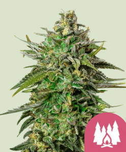 larry og